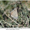 satyrium hyrcanicum altyagach male2